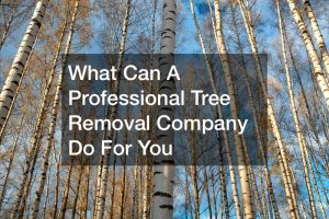What Can A Professional Tree Removal Company Do For You