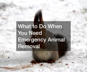 What to Do When You Need Emergency Animal Removal